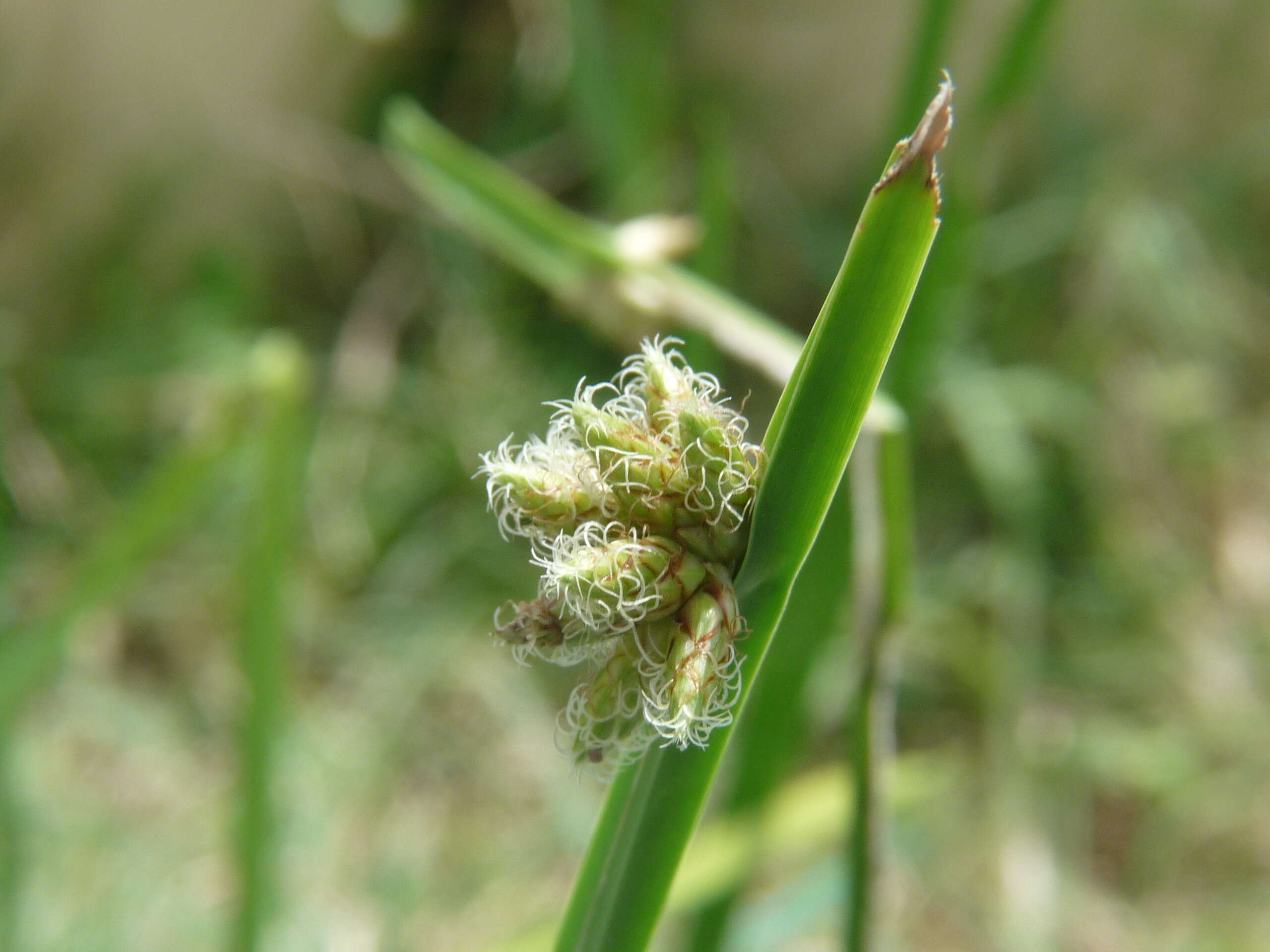 Schoenoplectiella mucronata (L.) J. Jung & H. K. Choi resmi