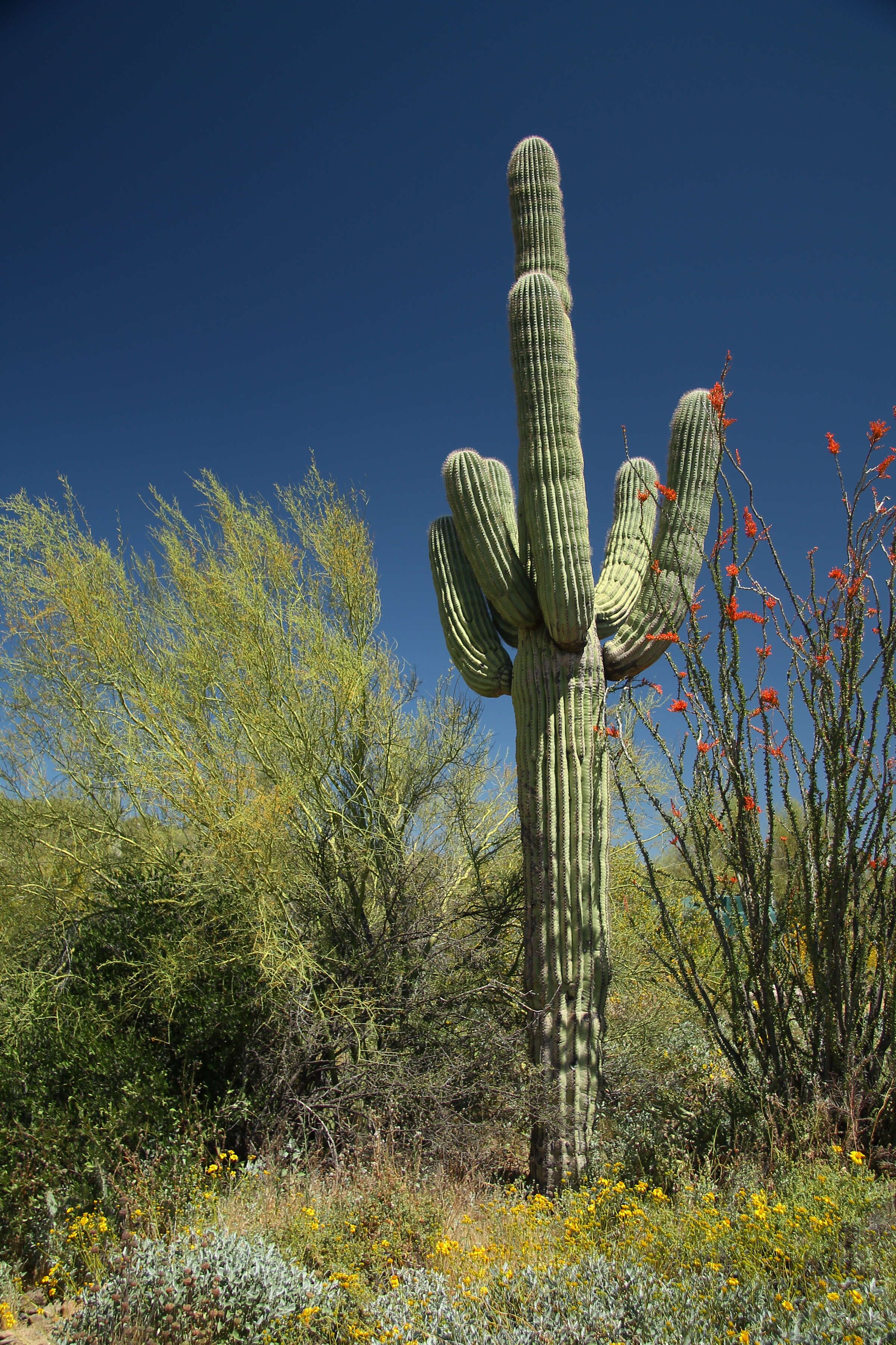 Image of saguaro