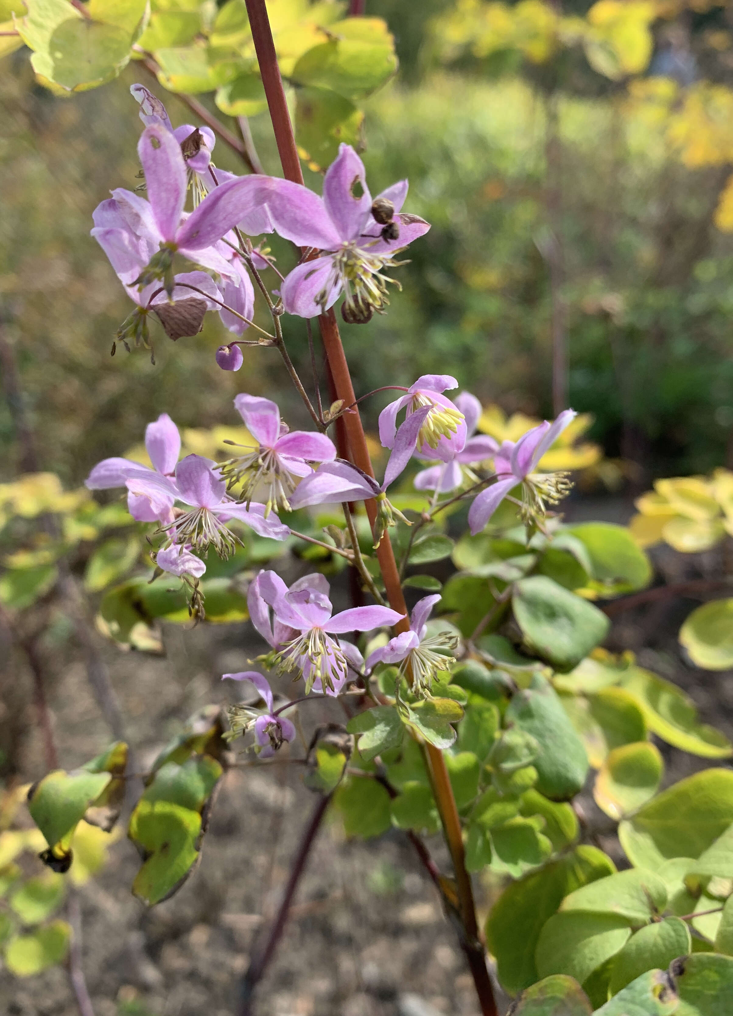 Image of Thalictrum rochebruneanum