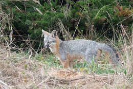 Image of Grey Foxes