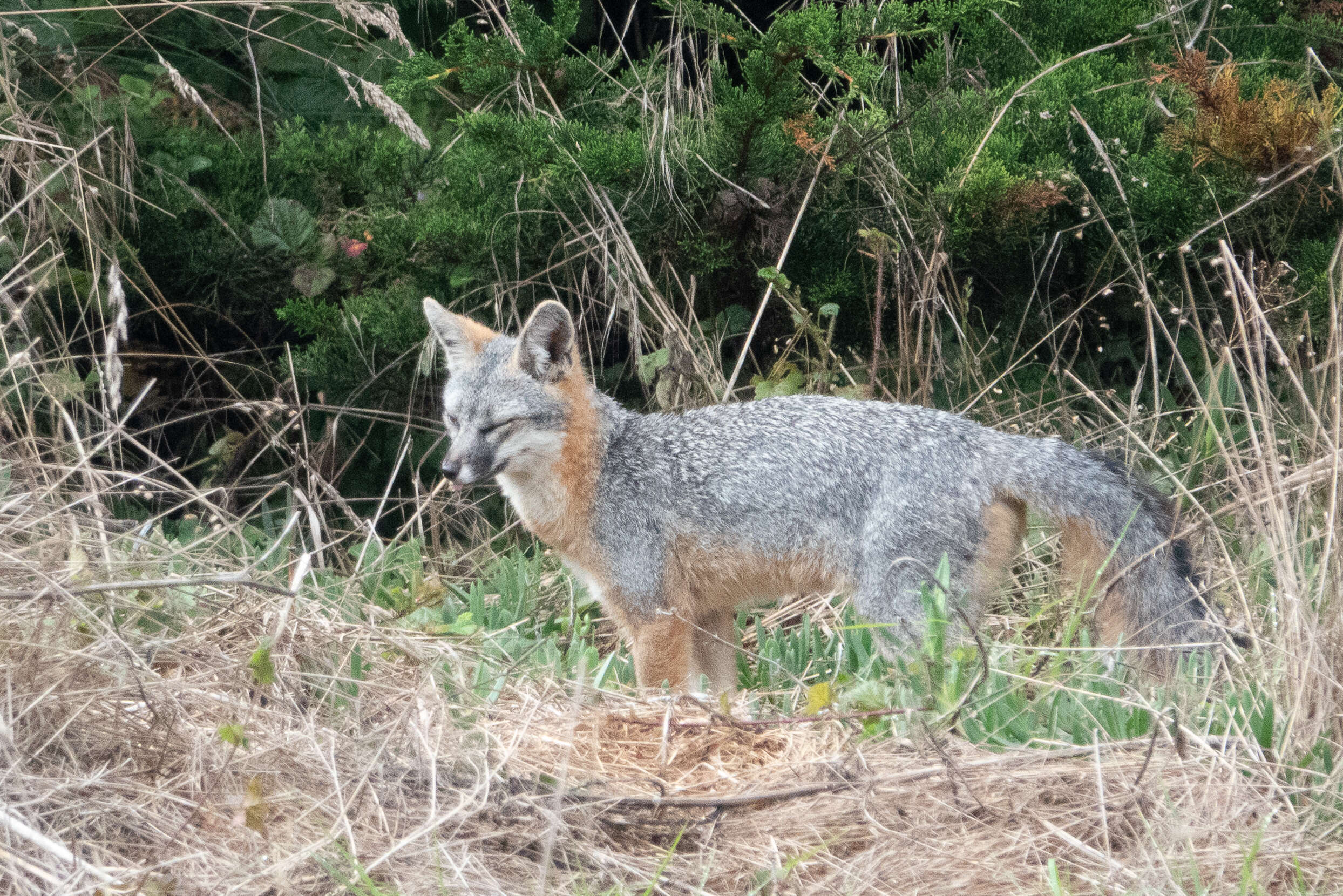 Image of Grey Foxes