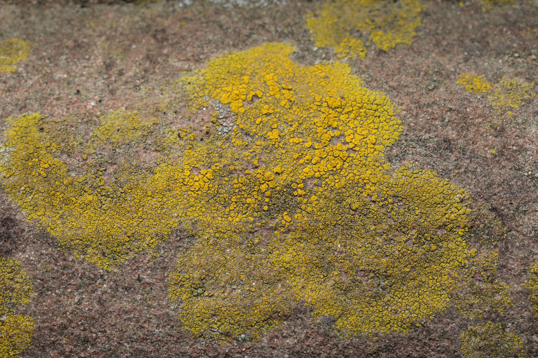 Image of eggyolk lichen