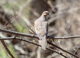 Image of American Mourning Dove