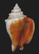 Image of Florida fighting conch