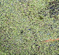 Image of turion duckweed