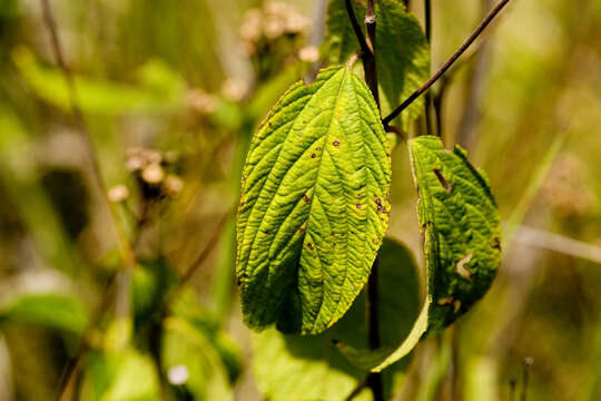 Image of New Jersey tea