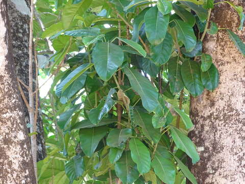 Image of Ficus callosa Willd.