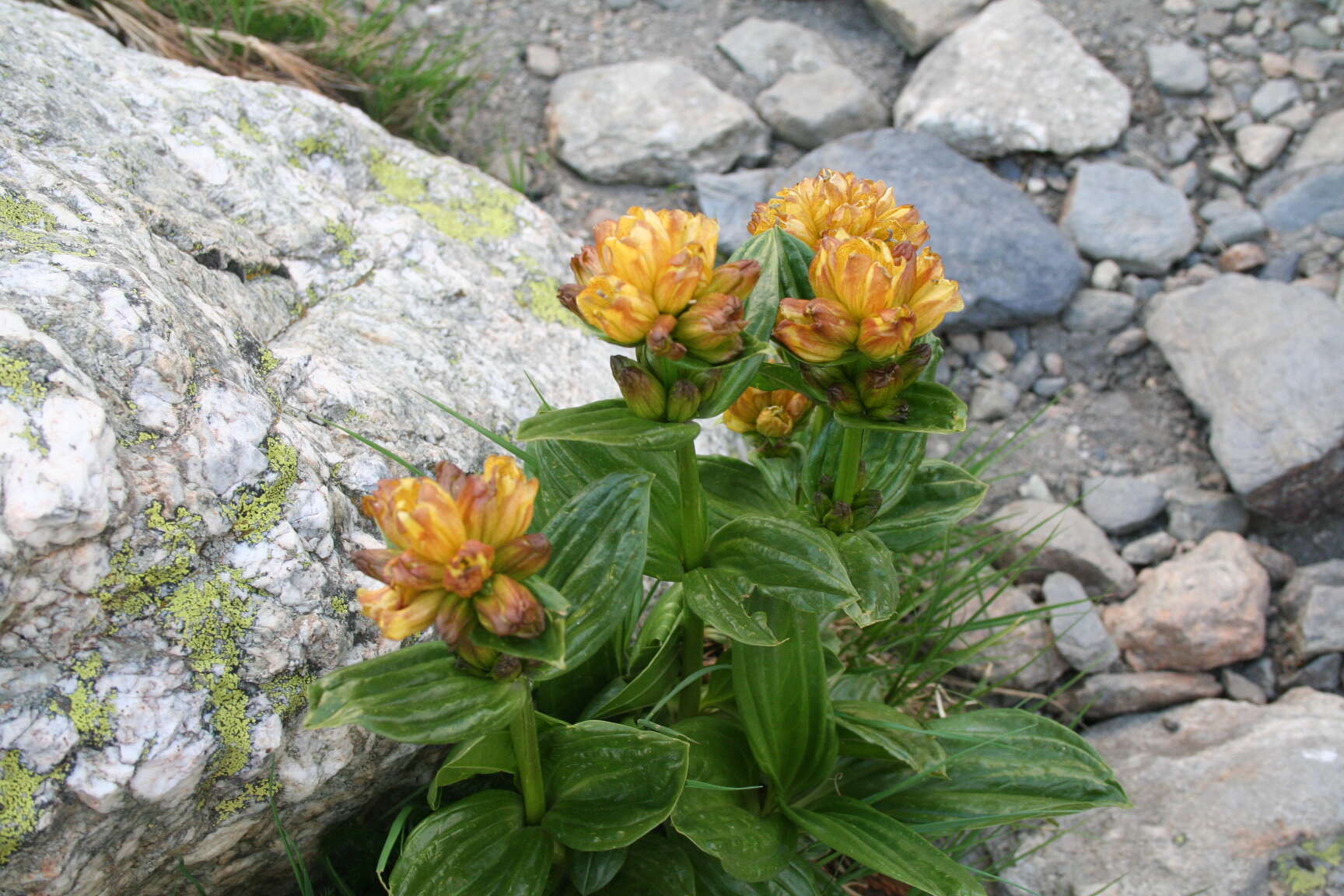 Image de Gentiane Pourpre