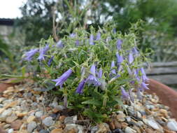 Campanula tommasiniana K. Koch resmi