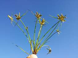 Image of Yellow Flat Sedge