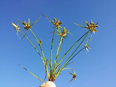 Image of Yellow Flat Sedge