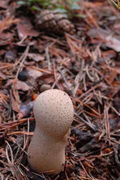 Imagem de Lycoperdon perlatum Pers. 1796