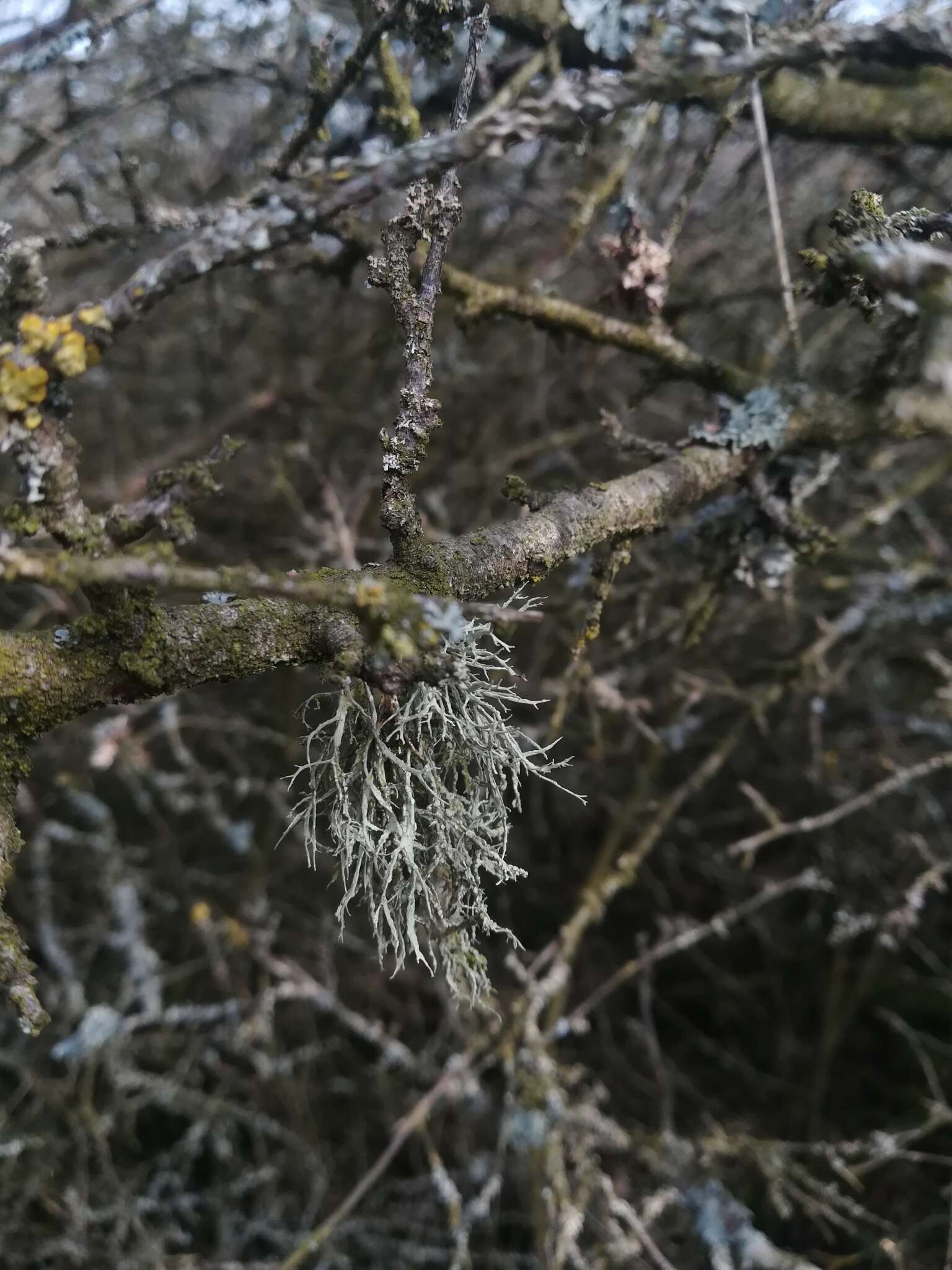 Imagem de Ramalina farinacea (L.) Ach.