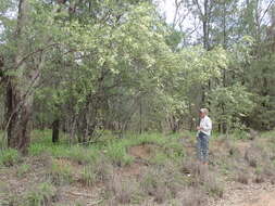 Image of Psydrax oleifolia (Hook.) S. T. Reynolds & R. J. F. Hend.