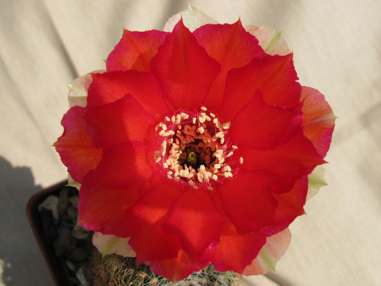 صورة Echinopsis haematantha (Speg.) D. R. Hunt