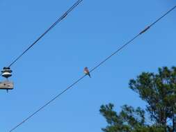 Image of Eastern Bluebird