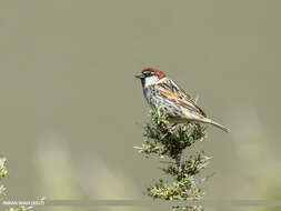 Image of Spanish Sparrow