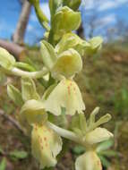 صورة Orchis provincialis Balb. ex Lam. & DC.