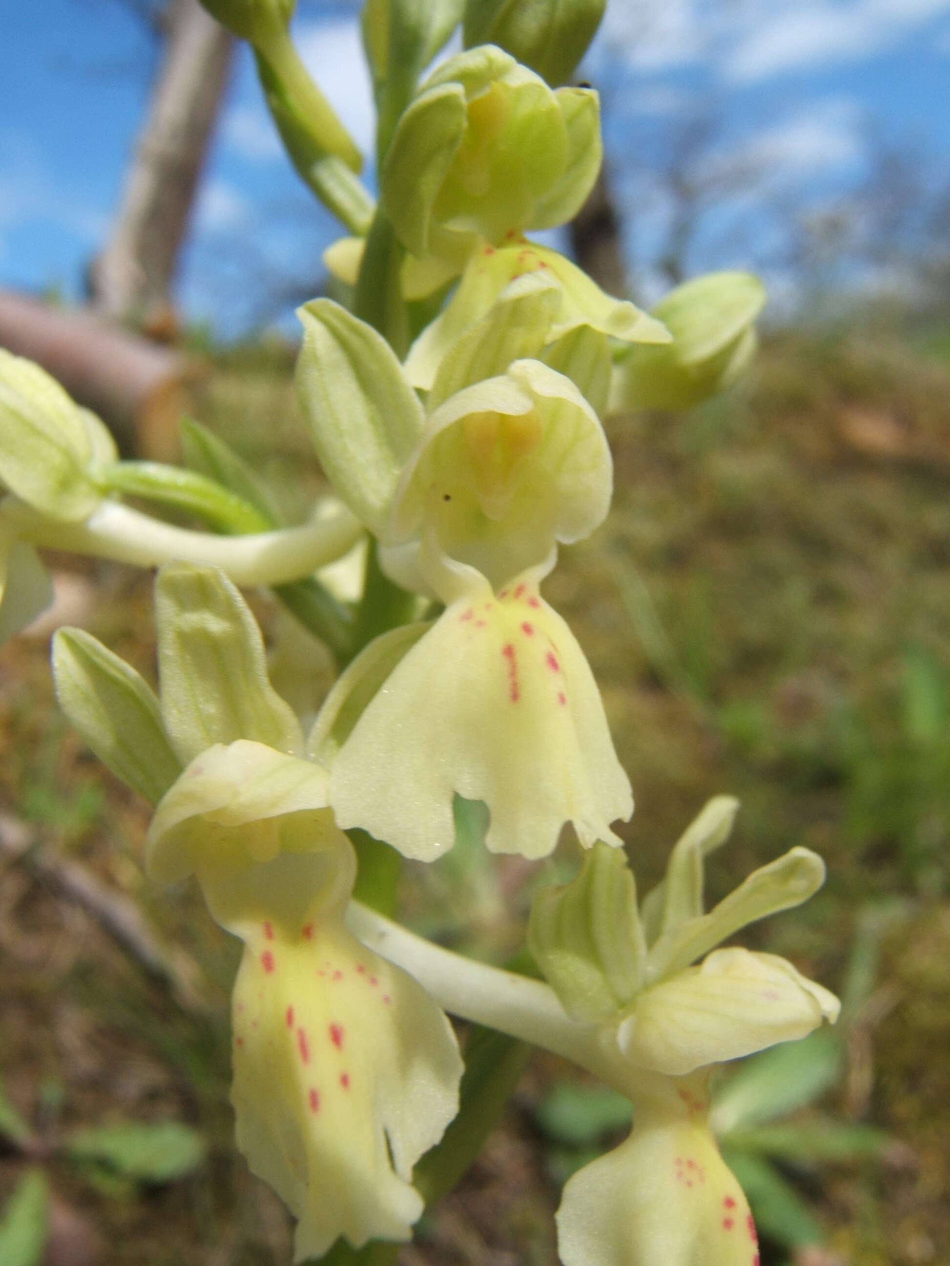 صورة Orchis provincialis Balb. ex Lam. & DC.