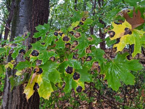 Image of European tar spot