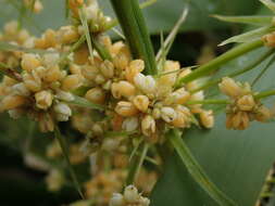 Image of Lomandra hystrix (R. Br.) L. R. Fraser & Vickery