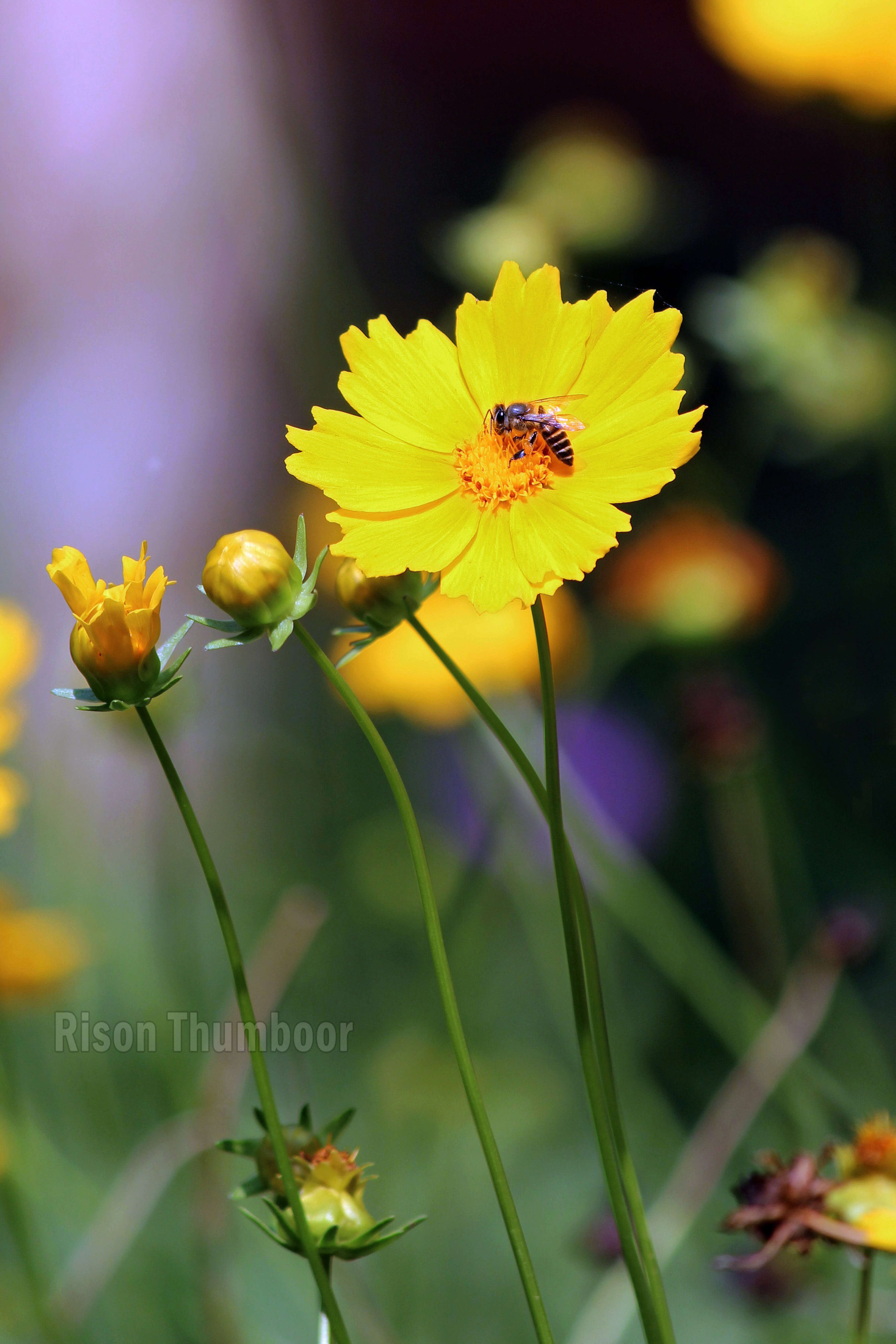 Image of largeflower tickseed