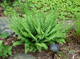 Image of Christmas fern