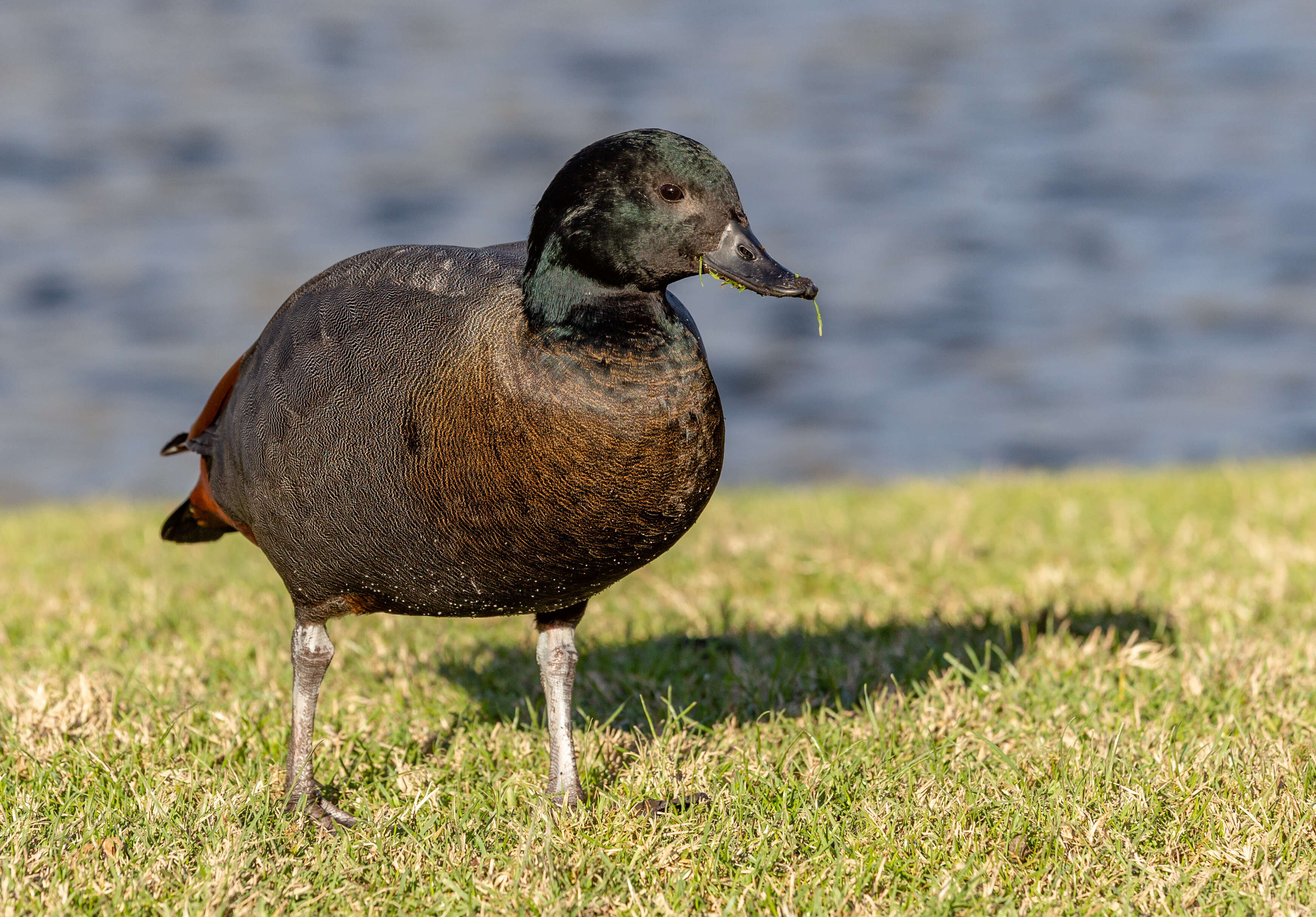 Image of Paradise Shelduck