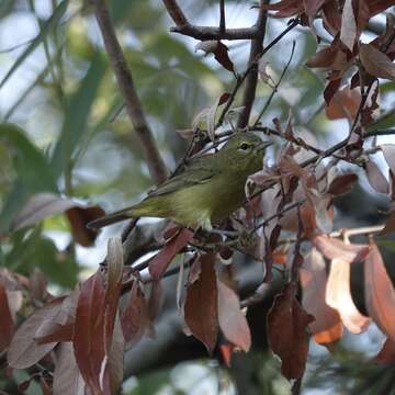 Vireo gilvus (Vieillot 1808) resmi