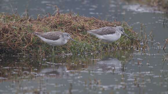 Image of Common Greenshank