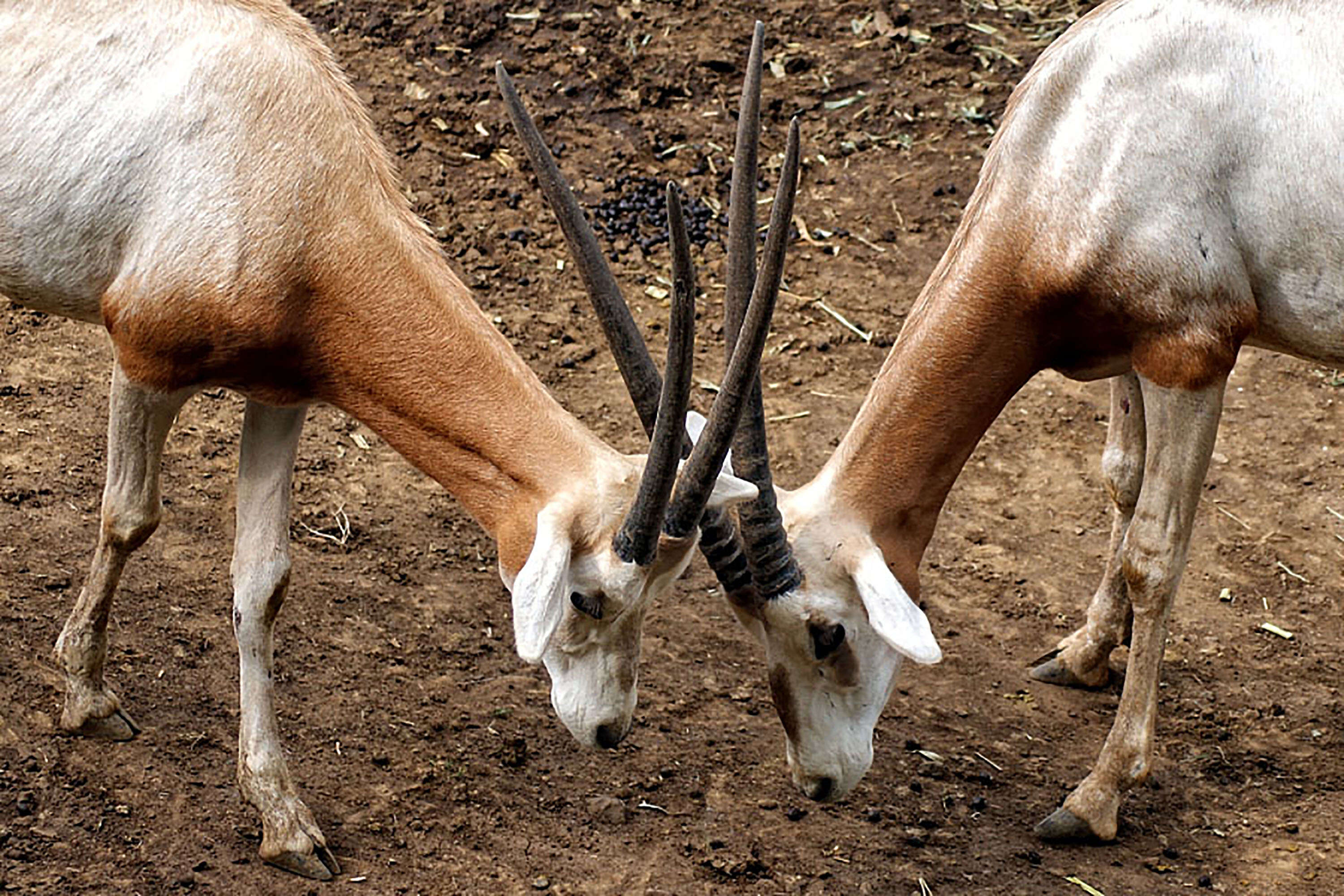 Image of Scimitar-horned Oryx