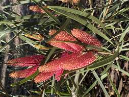 Image of Hakea grammatophylla (F. Müll.) F. Müll.