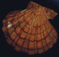 Image of Nodipecten Dall 1898