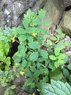 Image of celandine