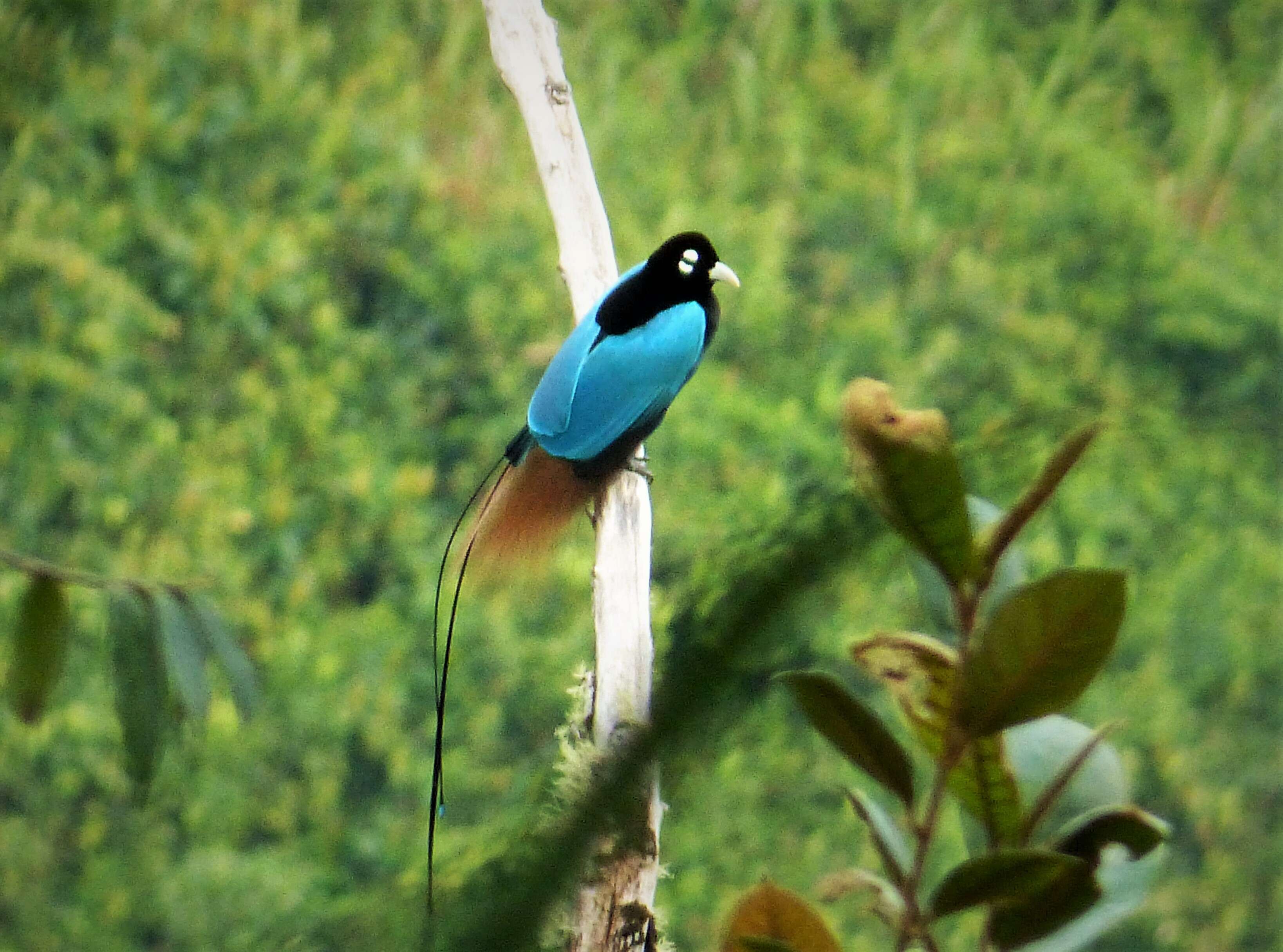 Image of Blue Bird-of-Paradise