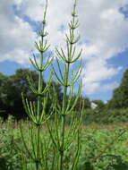 Image of Marsh Horsetail