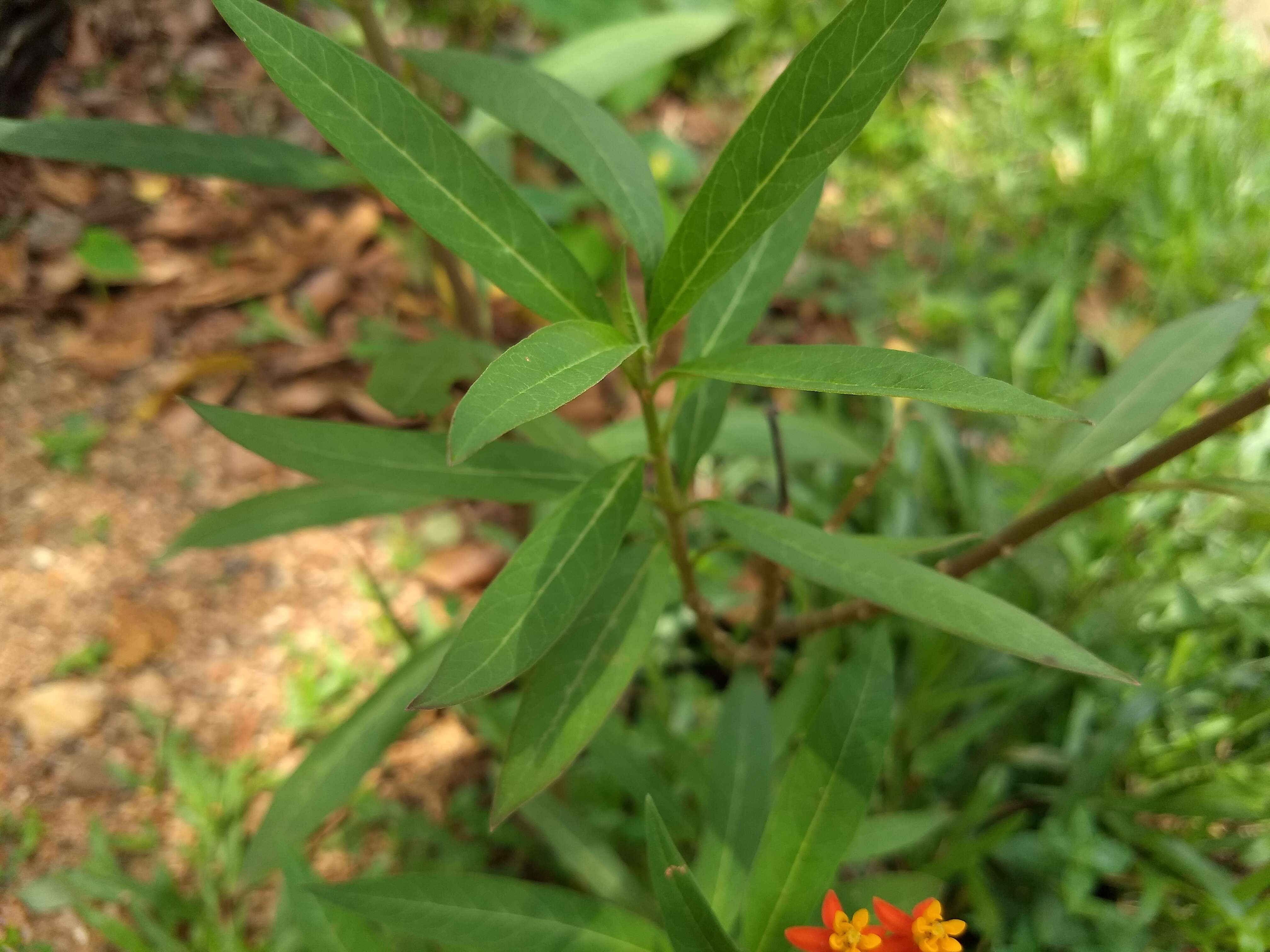 Asclepias curassavica L. resmi