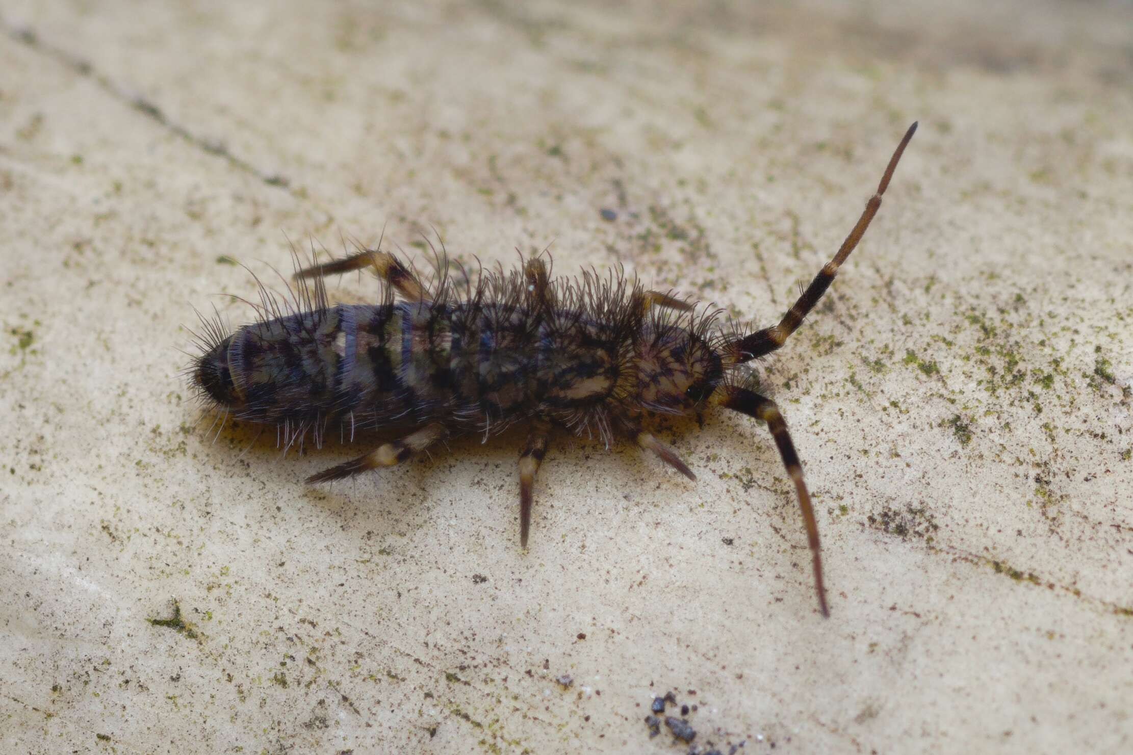 Image of Orchesella villosa (von Linné & C 1767)