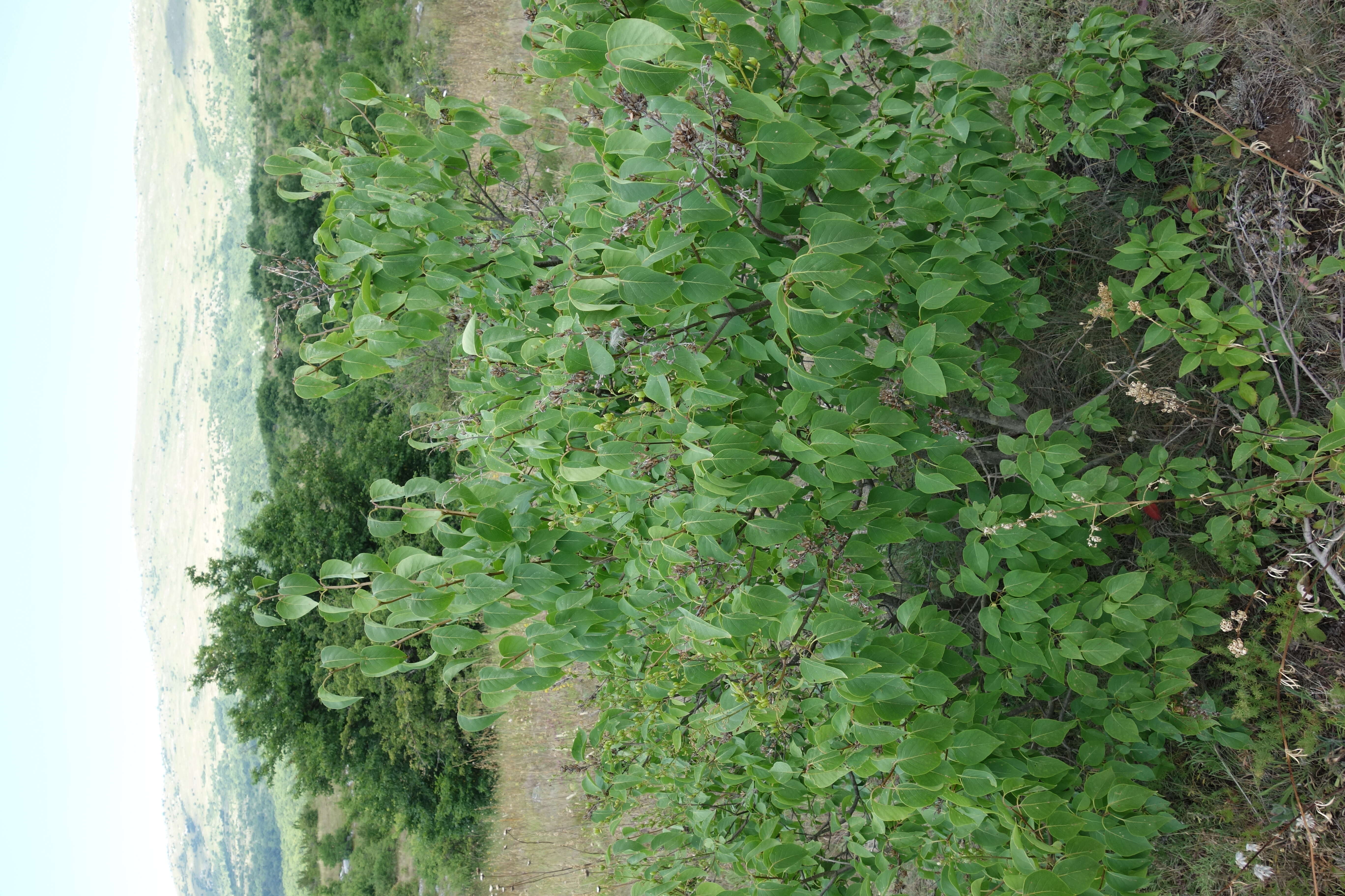 Image of Common Lilac