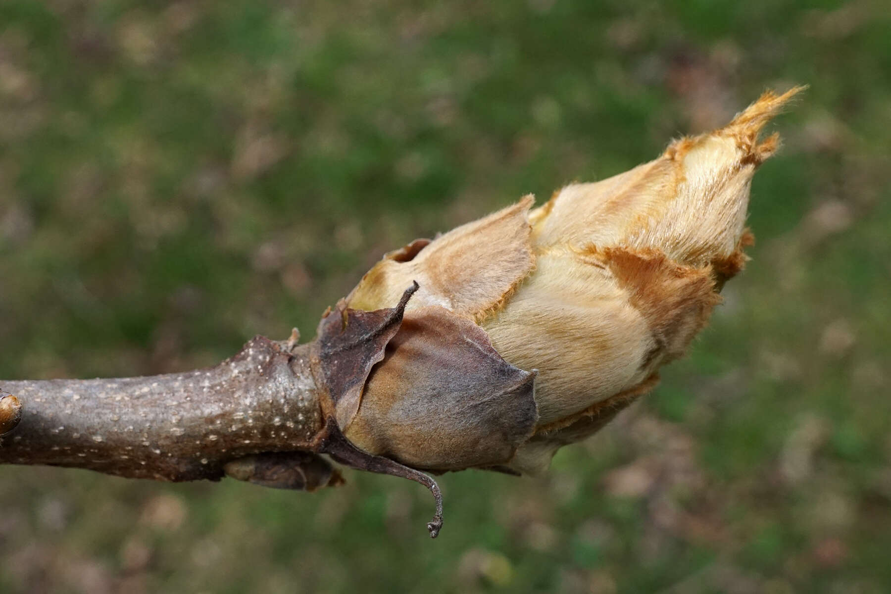 Image of shellbark hickory