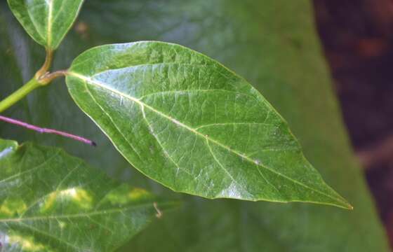 Image of Japanese viburnum