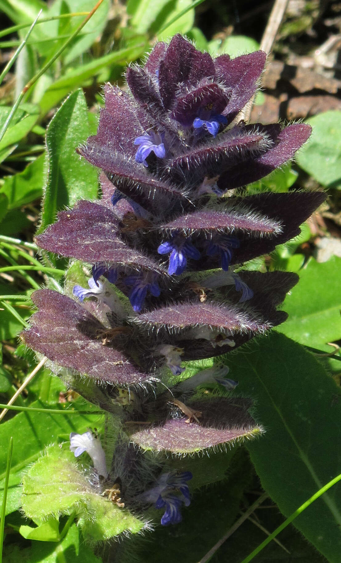 Слика од Ajuga pyramidalis L.