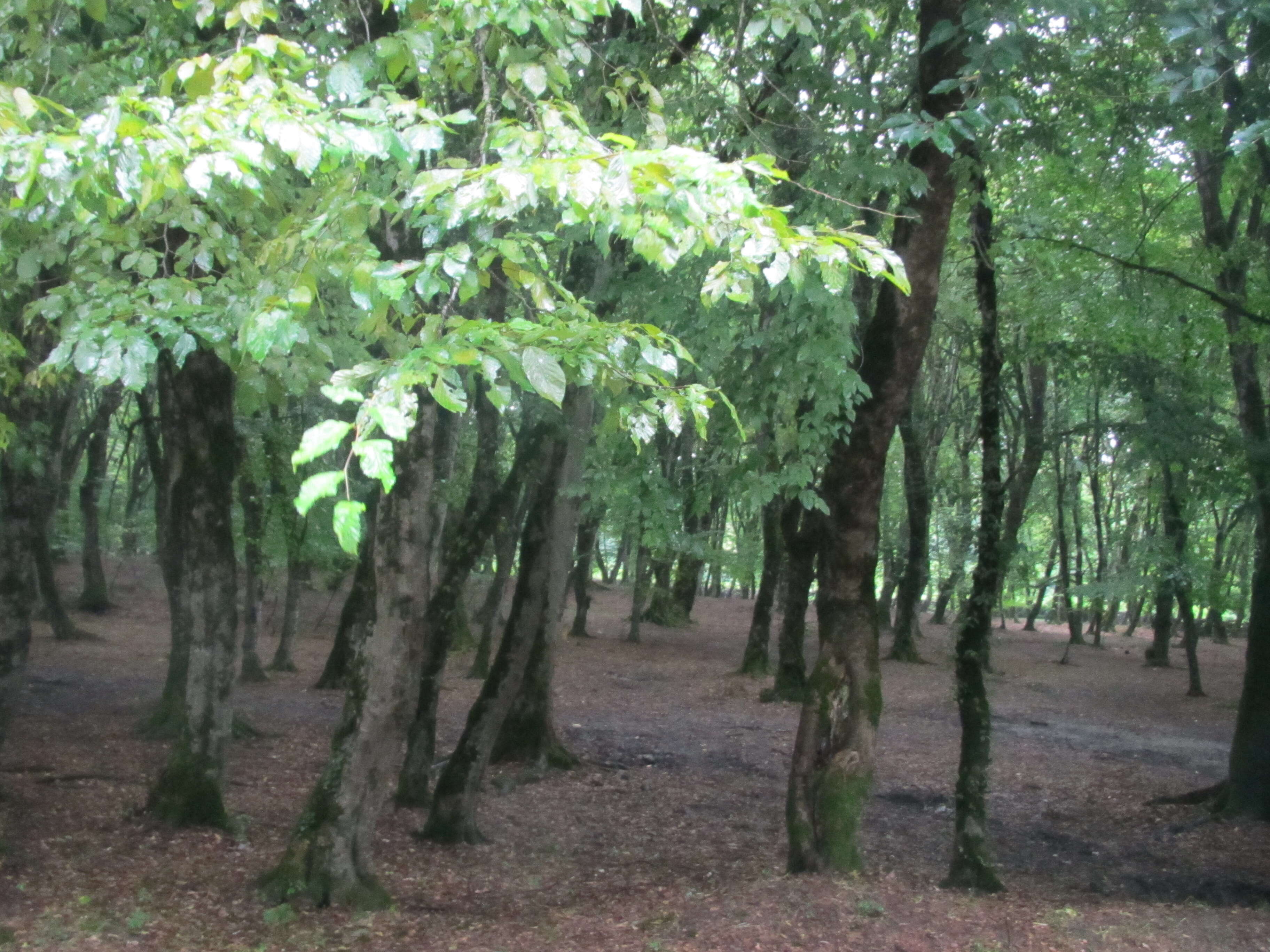 Image of Oriental Beech