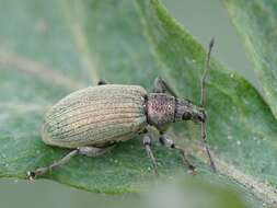 Image of Phyllobius (Metaphyllobius) pomaceus Gyllenhal 1834