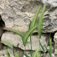 Image of mouse barley