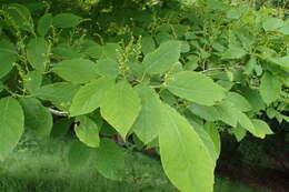 صورة Neoshirakia japonica (Siebold & Zucc.) Esser