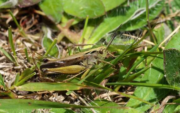 Image of Common green grasshopper