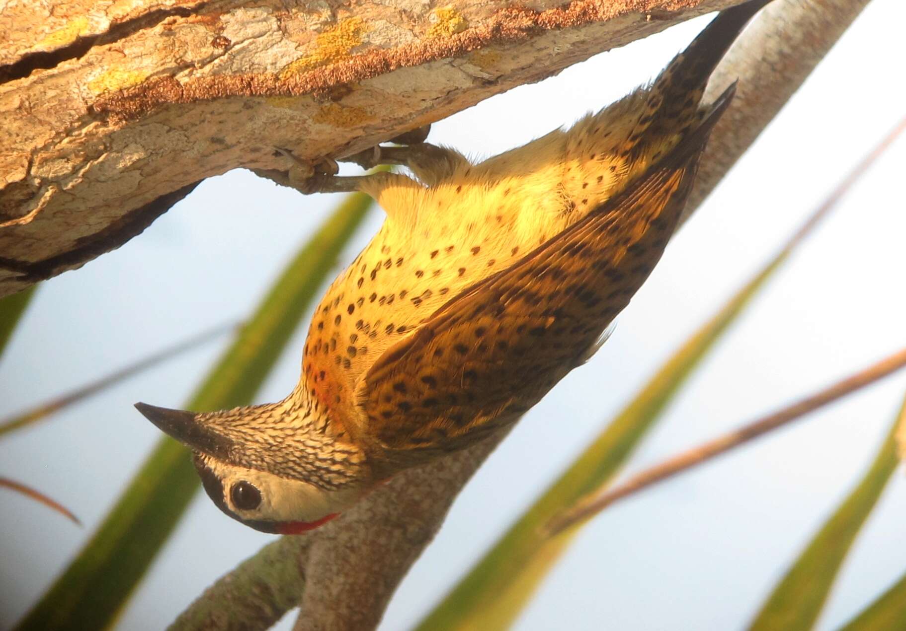 Image of Spot-breasted Woodpecker