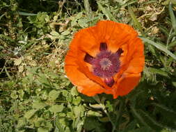 Image of Oriental poppy