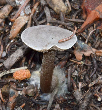 Image of Clitocybe glacialis Redhead, Ammirati, Norvell & M. T. Seidl 2000